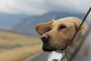 汚いのはわかっていても掃除ができない。犬の毛だらけの車を数か月放置している理由が涙を誘う