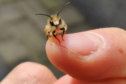 手に乗るサイズの動物は何でもかわいい説、外国人が証明していく！