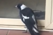 「ワンワン」「キュンキュン」。犬の鳴き声を真似するカササギ が賢い