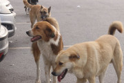 トルコ人「みんなの国に野良犬っていないのかな？」