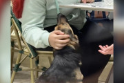 【海外】「犬が食事中の客に近づき、思わぬ感動の瞬間が訪れる！」