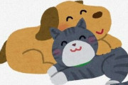 海外「最高に可愛い動画！」野良の子猫を家に連れて帰るワンちゃん！
