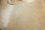 外国人「体が丸すぎてキュートな世界の動物を見せていくｗｗｗ」Part2