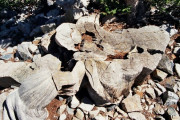 【海外】4900年の古代樹「プロメテウス」の物語：世界最古の樹が科学者によって切り倒された理由とは？