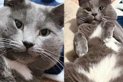 【海外】裏庭に来た野良猫がフェンスを登って、ある日心を開いて素顔を見せちゃう話✨