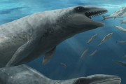 【海外】オーストラリアに存在した！かわいいポケモン似の小型クジラの秘密とは？