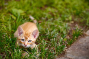 猫「やられたらやり返す！」海外「いいことだ（笑）」