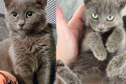【海外】初めて室内に入った子猫、抱きしめられた瞬間に心の壁が崩れた！