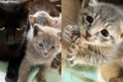 【海外】駐車場で見つけた猫と子猫たち、放っておけない！心温まる救出劇に密着