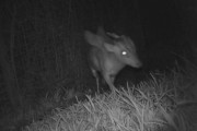 イギリスで翼と角があるように見える謎生物がトレイルカメラにとらえられる