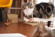 ブランコから見ているねこ（海外の反応）