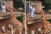 キリンの大きさにビックリ！2階バルコニーから直接餌やりを楽しめるケニアの宿泊施設が楽しそう