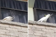 野生のオウムがベランダに設置してある鳥よけのトゲトゲをせっせかと剥がしてポイッ！っとしている現場を撮影！