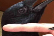 【閲覧注意】お前らカラスの耳って見たことあるか…？くっそキモいぞ…ゾワゾワすっぞ…
