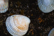 砂にのめり込むハマグリの様子がこちらwww「怖すぎるw」「見てはいけないものを見てしまった気分」海外の反応