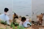 危ないから、代わりに取りに行くから。女の子を守るシェパードの姿に感動