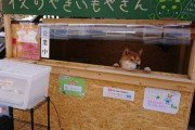 外国人「日本には柴犬1匹で石焼き芋を販売する店があるらしいぞ！」