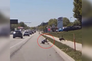 【海外】高速道路で車から飛び降りた女性、羽のある家族を救うために奮闘！