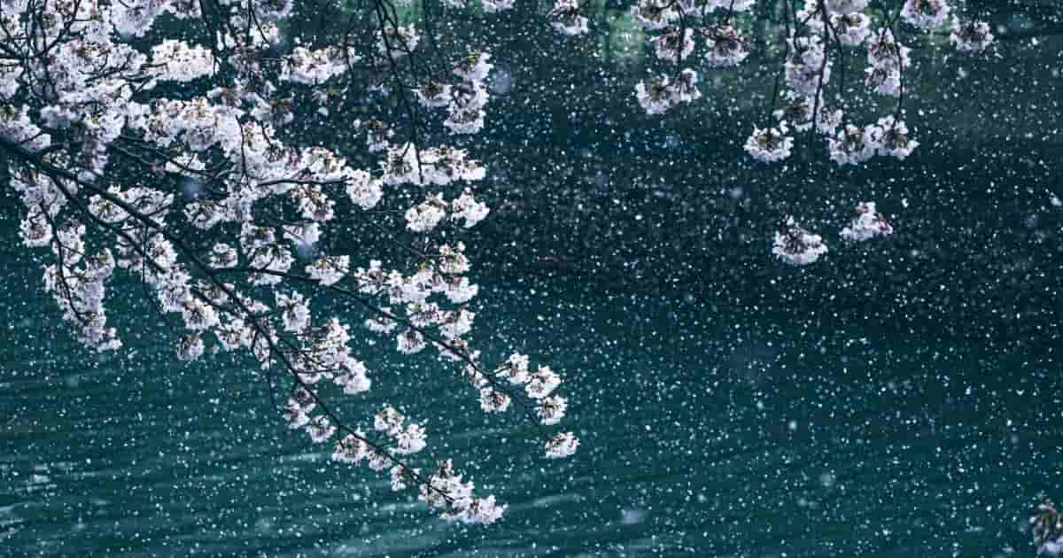 日本の「満開の桜と雪」があまりにも美しくて「こんな光景を見られるのは一生に一度かもしれない」と話題に！【台湾人の反応】 | 海外の反応アンテナ