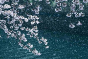 日本の「満開の桜と雪」があまりにも美しくて「こんな光景を見られるのは一生に一度かもしれない」と話題に！【台湾人の反応】
