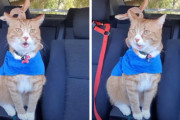 「オーケー！ハロー！」鳴き声がなんとなく人間の言葉に聞こえてくる猫ちゃん