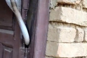 インドの日常を見たネット民「この国は本当にヤバイ…」