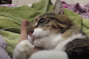 ネッコ「この抱きマク最高ニャンねぇ・・・。」腕にしがみつくネッコかわいい！
