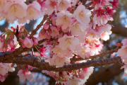 海外「日本ではもう桜が咲いているんだ？」早くも開花を迎えた日本の早咲き桜を見た海外の反応