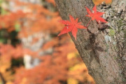 海外「日本人に言われたことで常識ねえなって思った話ある？」日本人の無知さに文句が出てしまう外国人たちｗｗｗ