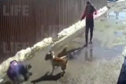 海外「犬のリードを持たずに子供や母親を襲われたままにする馬鹿な飼い主」