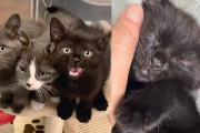 【海外】子猫たちの勇気！隠れていた三匹が信頼を学ぶ感動ストーリー