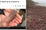韓国人「イギリスメディアが韓国を侮辱！」米カリフォルニアの海辺を覆った「ユムシ」、「ユムシは韓国の代表的な食べ物」と紹介　韓国の反応