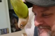 「帽子にのれば盗み食いできる！」インコの食事方法が面白い