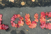 天国に届け！愛犬を失くしたおじいさんが紅葉で作ったメッセージにうるっと涙