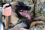重傷の軍用犬を救おうと銃弾飛び交う戦場を駆け抜けた軍曹に名誉勲章、勇敢さが讃えられる