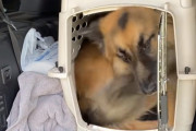 「窮屈でもこっちがいいの！」あまりに体のサイズに合わないケージに入っちゃう犬にビックリ！