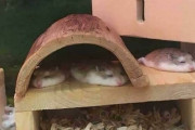 外国人「俺達が飼ってるハムスターが可愛すぎるから見てくれ！」