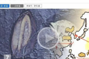 韓国人「韓国はご飯の国だった！」世界で最も古い米の元祖が韓国で発見される！米や豆の原産地は韓国だった　韓国の反応