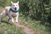 帰還した女性兵士と犬の再会の瞬間が感動的過ぎる・・・　海外の反応