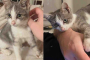 【海外】迷い猫のために帰った場所で見つけた！救った猫の家族に「心優しい」子猫の秘密とは？