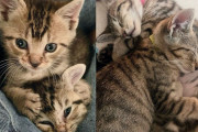 【海外】猫の木の上から始まった生活：月日が経つにつれて絆を深めた2匹の仲良し家猫の物語