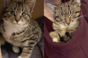【海外】寒空の下で迷子の子猫を助けに行ったら、まさかの2匹の猫を発見！心温まる物語をお届け