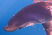 イルカ？サメ？不可解な鼻の形をした謎の生き物の正体は？
