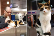 ここにタッチな。自発的に自動改札の案内係を務めている猫（イスラエル）