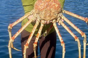 海外「日本に生息する世界最大級の甲殻類が気持ち悪いんだが」生きた化石とも呼ばれる日本のタカアシガニに外国人が驚愕