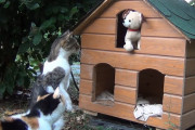 子猫の鳴き声がする犬のぬいぐるみを庭に設置→庭で暮らしている猫たちの反応が可愛い！