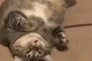 ネコの一週間。海外の反応
