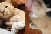 【海外】迷い猫を迎え入れた結果…彼が待ち望んでいた真実とは？