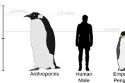 「かつてフロリダで発見された超大型ペンギンの足跡…40年後に判明した真相がこれ」海外の反応