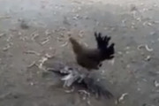 外国人「鶏も本気になると強いんだな。タカに勝ったぞ！」